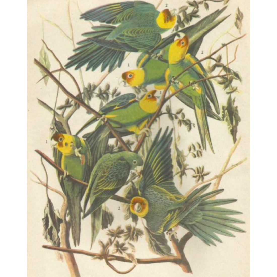 c1946 Audubon Print, #26 Carolina Paroquet (1 of 2)