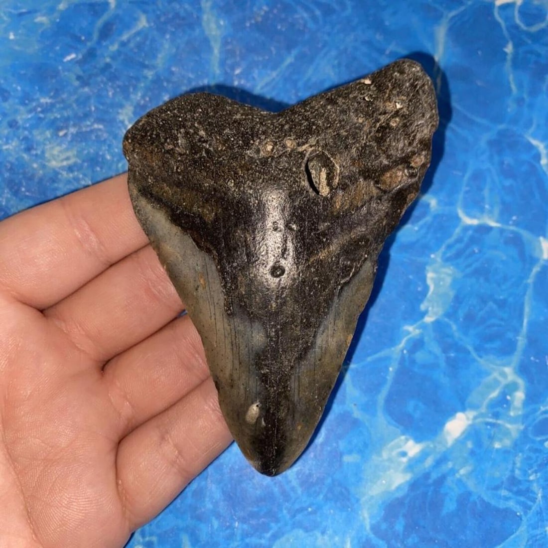 Large Size Prehistoric Megalodon Sharks Tooth Fossil: Large size, Prehistoric 4" specimen, Megalodon Shark's Tooth Fossil. Beautiful, natural, unrestored, diver direct specimen, found near Wilmington, North Carolina. This is a fossilized megalodon tooth,