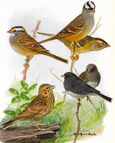 1936 Pearson Birds, #81 Sparrows