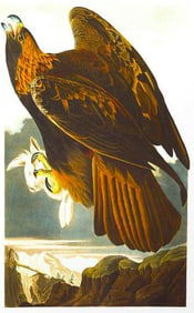c1946 Audubon Print, #181 Golden Eagle
