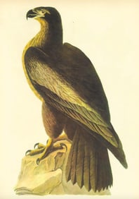 c1946 Audubon Print, #11 Bald Eagle