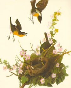 1950 Audubon Print, Yellow-Breasted Chat