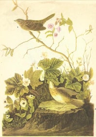 c1946 Audubon Print, #193 Lincoln's Sparrow