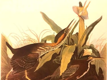 c.1946 Audubon Print, #333 Green Heron