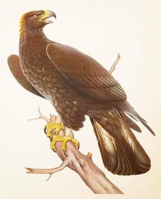 Vintage 1950 Menaboni Lithograph, Golden Eagle