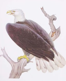 1950 Menaboni Lithograph, Bald Eagle