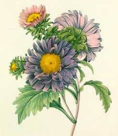 After Pierre-Jospeh Redoute, Floral Print, #9 Aster