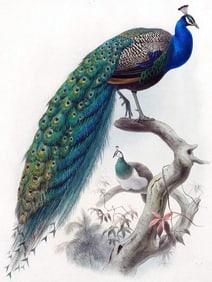 Peacock Bird Ceramic Art Tile