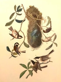 c1946 Audubon Print, #33 Chickadees and Bush-Tit