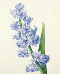 After Pierre-Jospeh Redoute, Floral Print, #66 Hyacinth