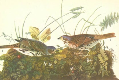 c1946 Audubon Print, #108 Fox Sparrow