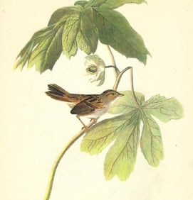 c1946 Audubon Print, #64 Swamp Sparrow