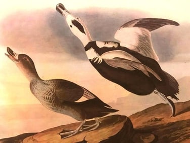 c1946 Audubon Print, # 332 Labrador Duck