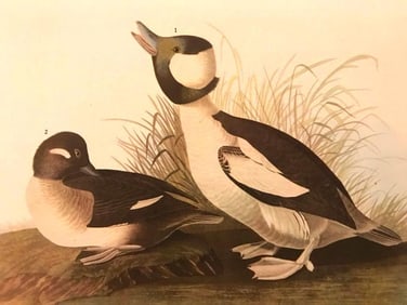 c1946 Audubon Print, #325 Bufflehead Duck