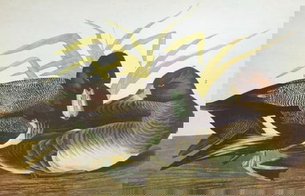 c1946 Audubon Print, #229 Lesser Scaup Duck