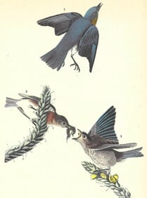 c1946 Audubon Print, #113 Bluebird
