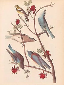c1946 Audubon Print, #393 Warbler and Bluebirds