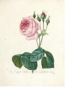 After Pierre-Jospeh Redoute, Floral Print, #120 Rose