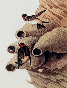 c1946 Audubon Print, #68 Cliff Swallow