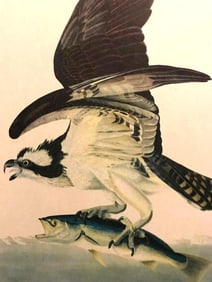 c1946 Audubon Print, #81 Osprey
