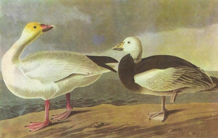 c1946 Audubon Print, #381 Blue and Snow Goose