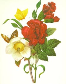 After Pierre-Jospeh Redoute, Floral Print, #35 Clove, Carnation, Christmase Rose