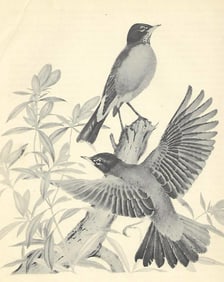 Vintage Menaboni Bird Picture – Robin ( Black/White )
