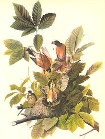 1946 Audubon Print, #131 Robin