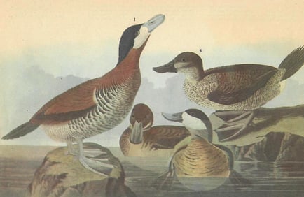 c1946 Audubon Print, #343 Ruddy Duck