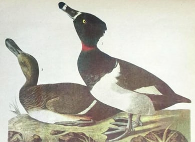 c1946 Audubon Print, #294 Ring-Necked Duck