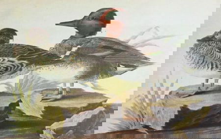 c1946 Audubon Print, #228 Green-Winged Teal Duck