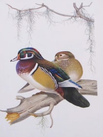 1950 Menaboni Bird Print - Wood Duck