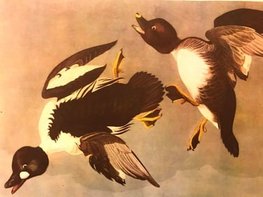 c1946 Audubon Print, #342 American Golden-Eye Duck