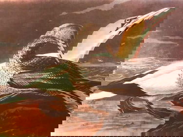 c1946 Audubon Print, # 326 Gannet