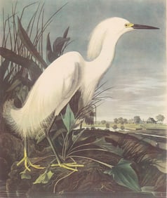 c1946 Audubon Print, #242 Snowy Egret