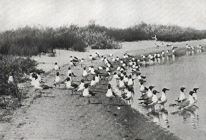 1936 Pearson Birds, Laughing Gulls