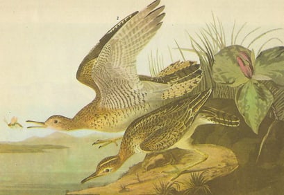 c1946 Audubon Print, #303 Upland Plover