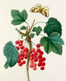 After Pierre-Jospeh Redoute, Floral Print, #51 Grosseiller Rouge