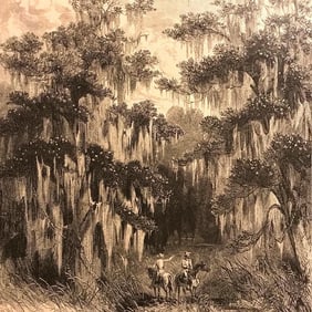 19thc Engraving, Magnolia Swamp