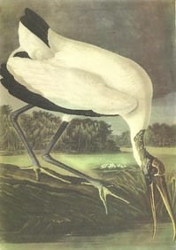 c1946 Audubon Print, #216 Wood Ibis