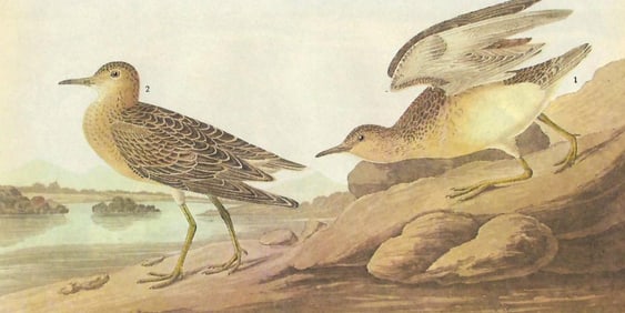 c1946 Audubon Print, #248 Pied-Billed Grebe