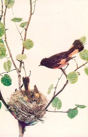 c1901 #112 Redstarts Color Lithograph Print