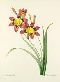 After Pierre-Jospeh Redoute, Floral Print, #63 Corn Lily