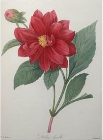 After Pierre-Jospeh Redoute, Floral Print, #30 Dalhia Double