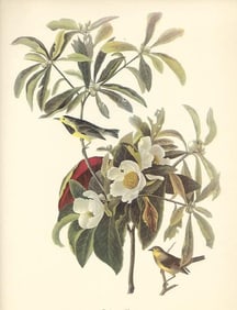 c1950 Audubon Print, Backman's Warbler
