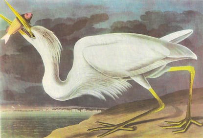 c1946 Audubon Print, #281 Great White Heron