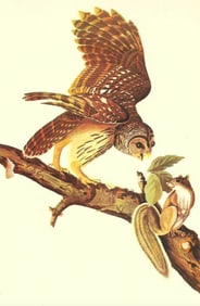 c1946 Audubon Print, #46 Barred Owl