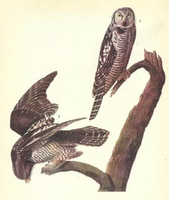 c1946 Audubon Print, #378 Hawk Owl