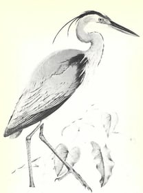 1950 Menaboni Print, Eastern Great Blue Heron