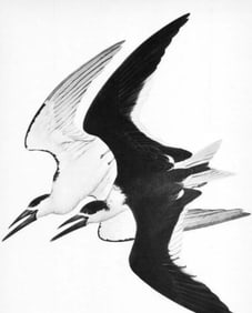 1950 Menaboni Print, Black Skimmer